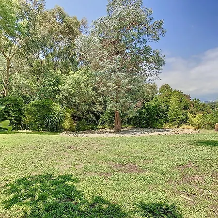 فيلة Bamboo كان